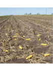 Муляж початка кукурузы в натуральную величину Avery Field Corn Decoys
